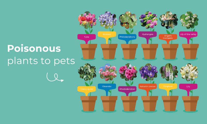 Poisonous plants for pets infographic 1 1