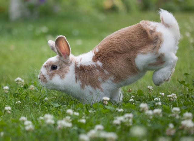Bunnies - The misunderstood pets
